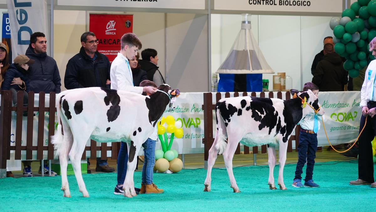 El Concurso Morfológico 'Usías Holstein' de terneras y novillas de Dos Torres, en imágenes
