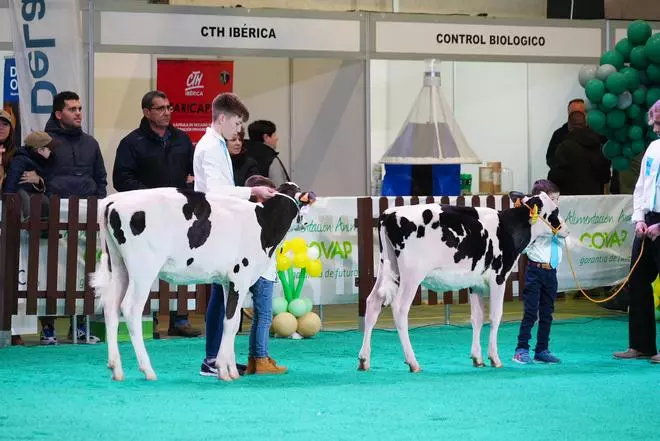 El Concurso Morfológico 'Usías Holstein' de terneras y novillas de Dos Torres, en imágenes