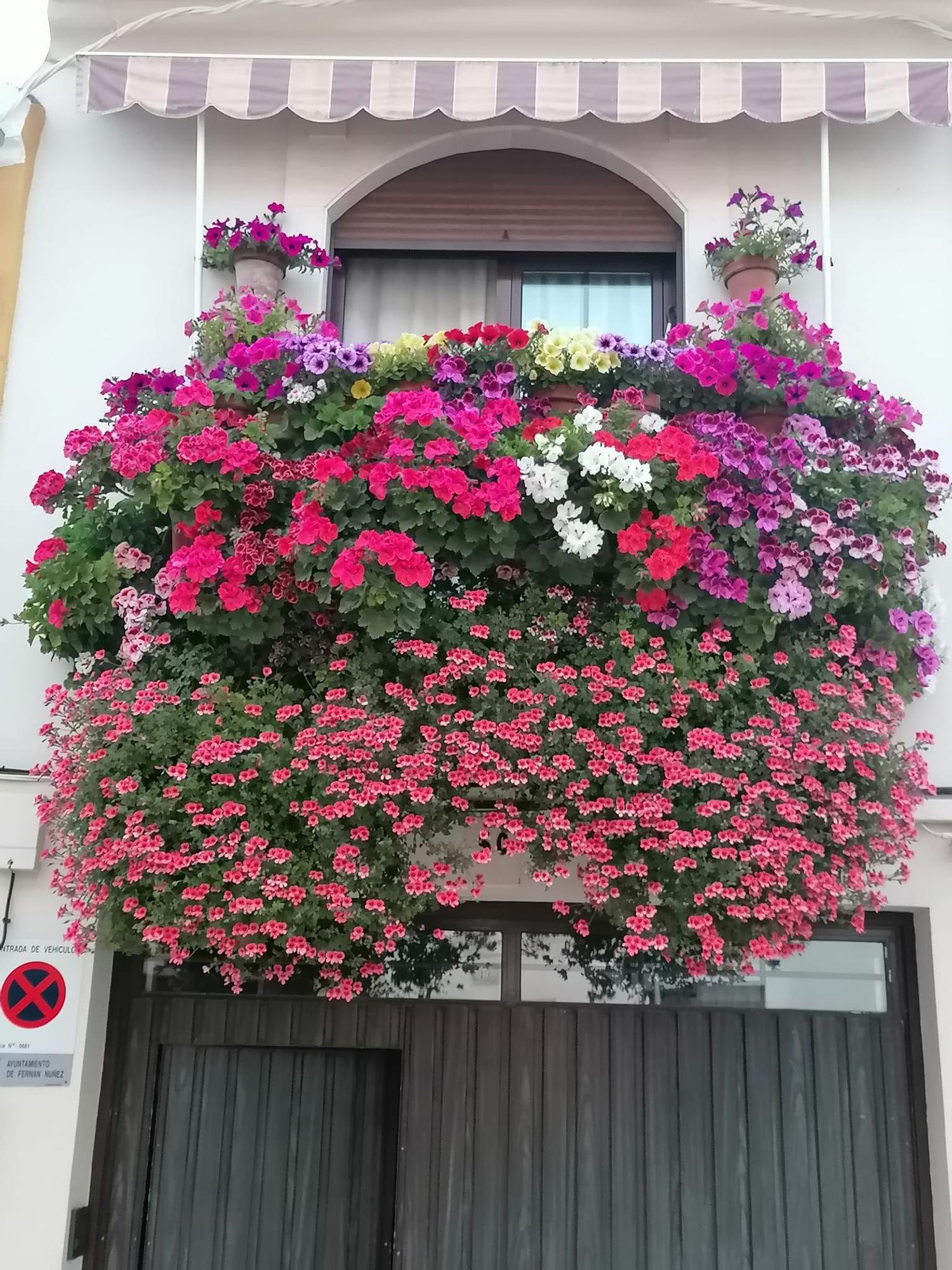 Ganador del primer premio de rejas y balcones en el concurso celebrado en Fernán Núñez.