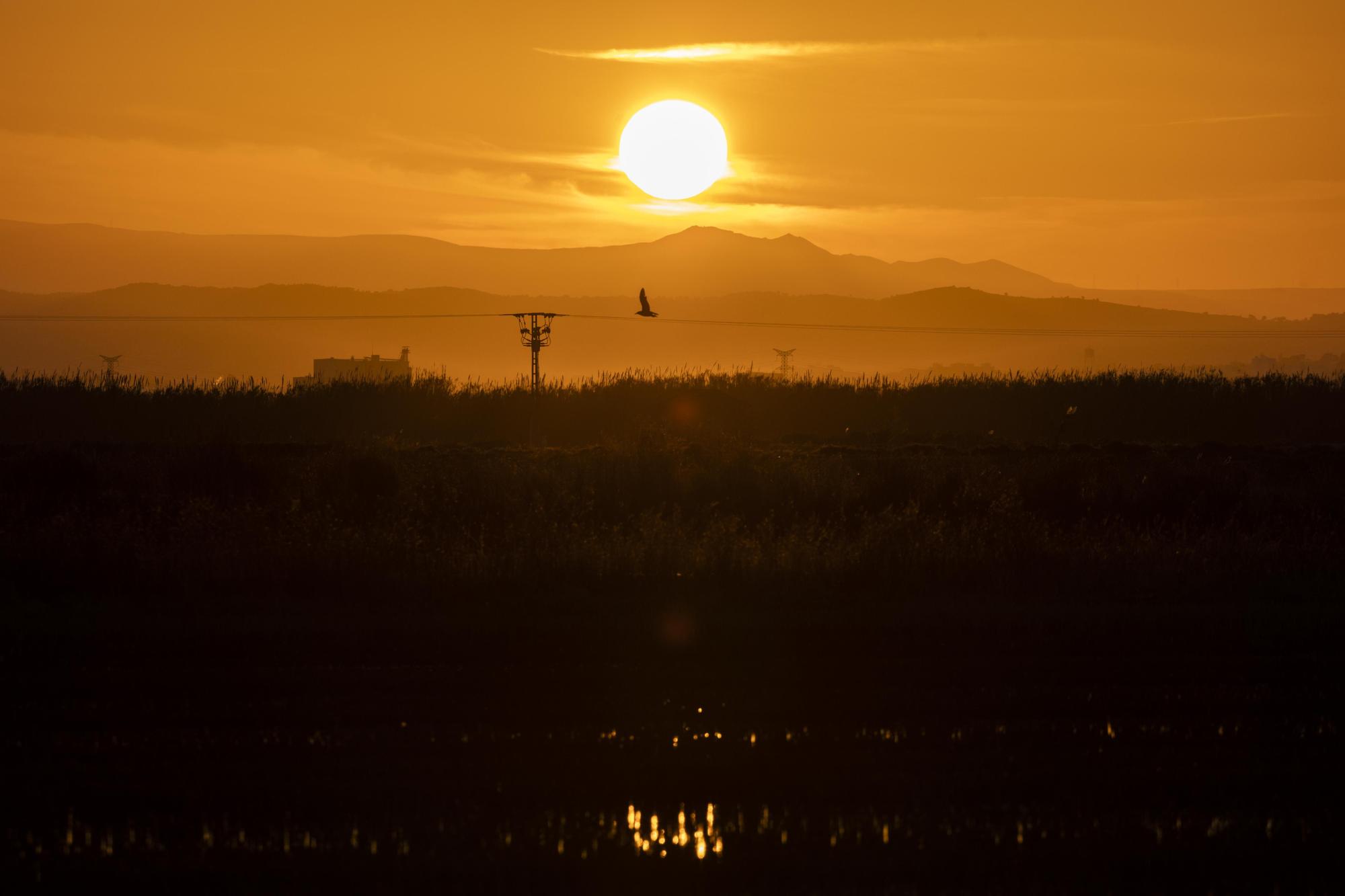 Flamencos, "moritos" y otras aves hibernan en l'Albufera