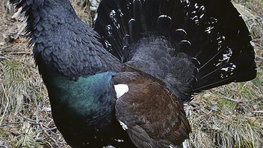 El cambio climático mermará la despensa del oso, que buscará comida en los pueblos