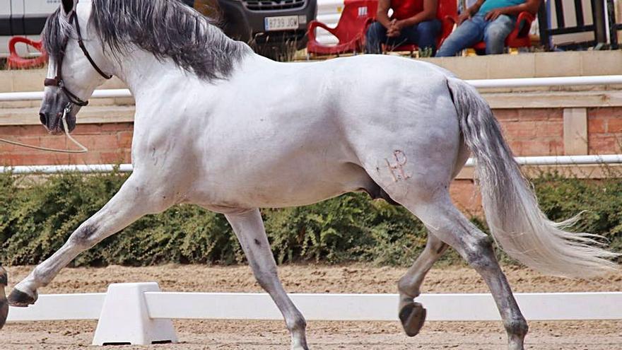 Uno de los caballos que participaron en la exhibición. / Macarena Falcó