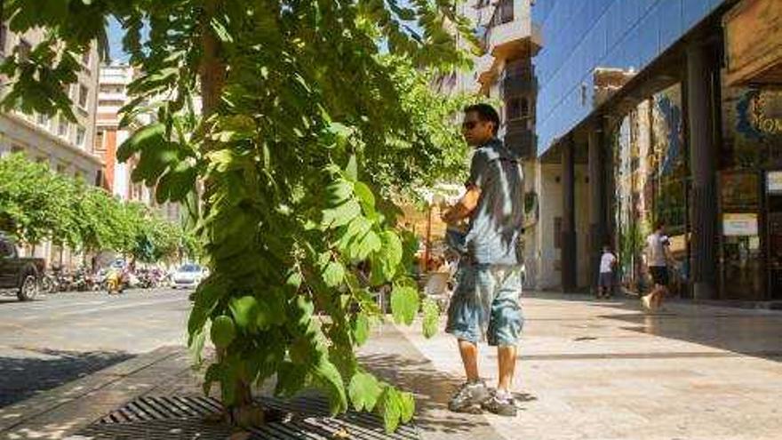 Los árboles de la Rambla habían crecido mucho tras varios meses sin poda.