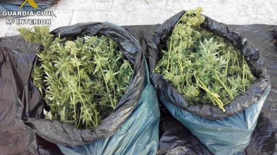 La marihuana incautada por la Guardia Civil.