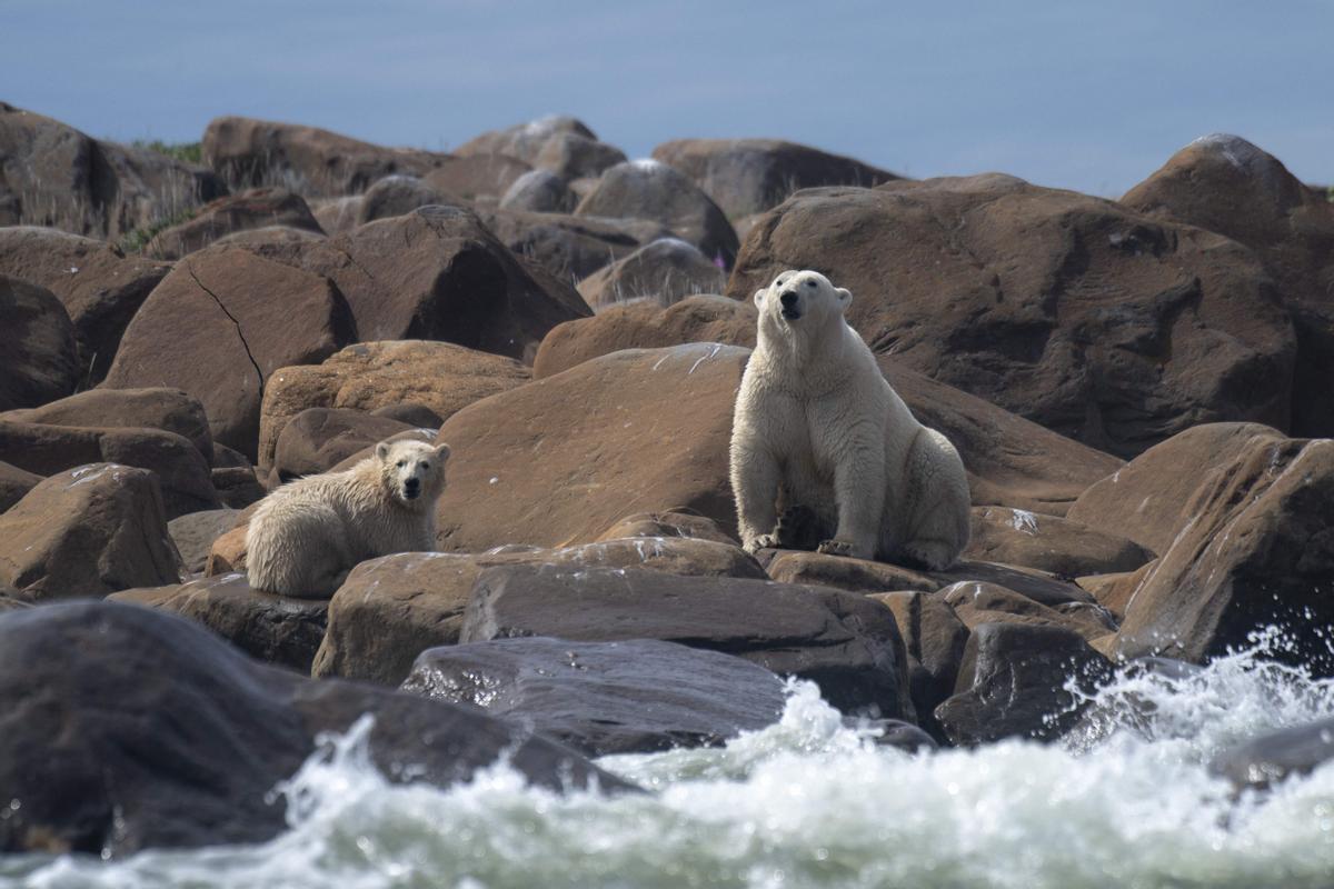 Así viven los osos polares en Hudson Bay, cerca de Churchill (Canadá).