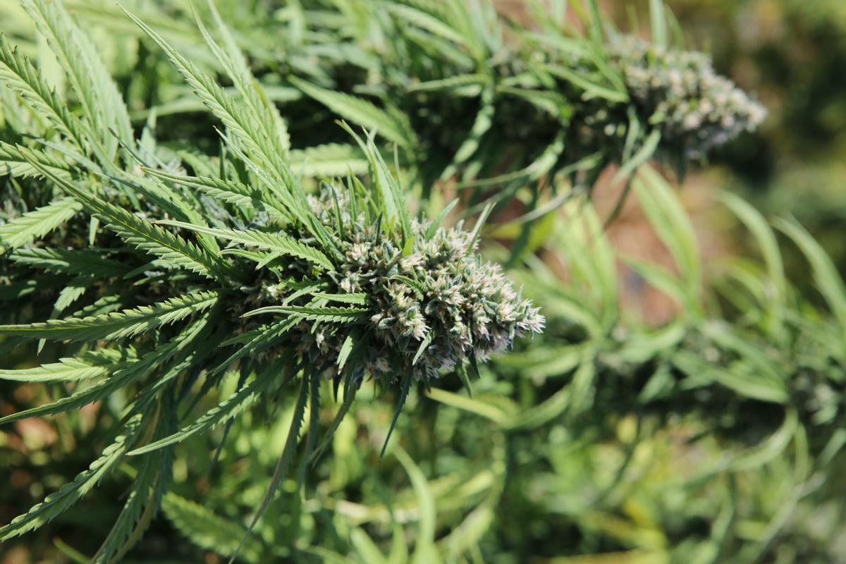 "Marihuana light" – Plantage auf Mallorca