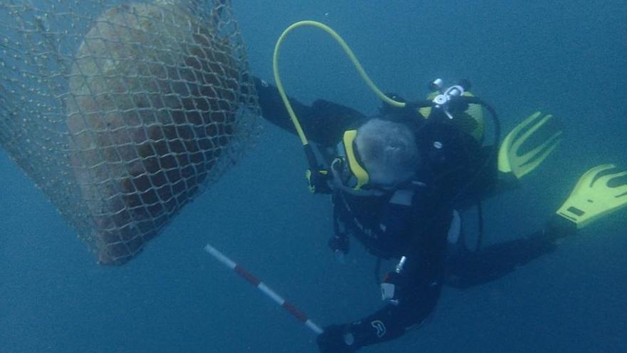 Los buzos del club de Cullera durante la extracción del ánfora grecoitálica del fondo del mar suecano, ayer.