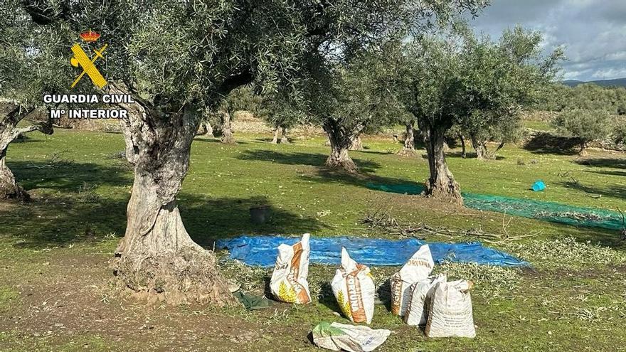 Relato de cómo los cacos robaban aceitunas en Garrovillas