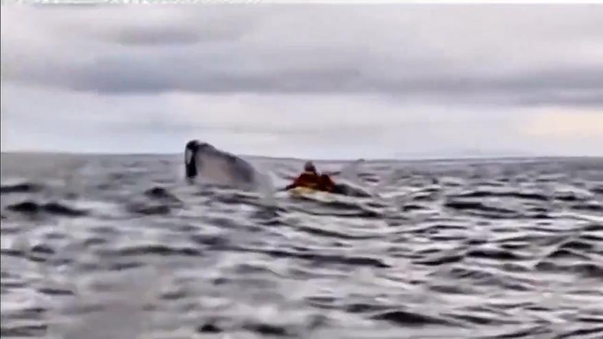 El momento en el que un hombre es engullido por una ballena