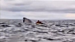 ballena come hombre