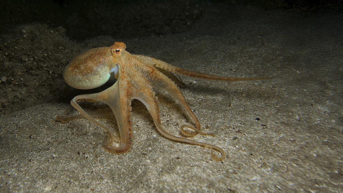 Un ejemplar de pulpo en el mar