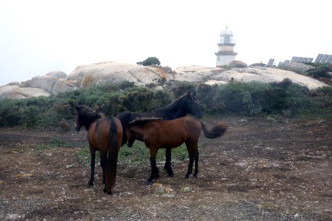 Sálvora, Galicia