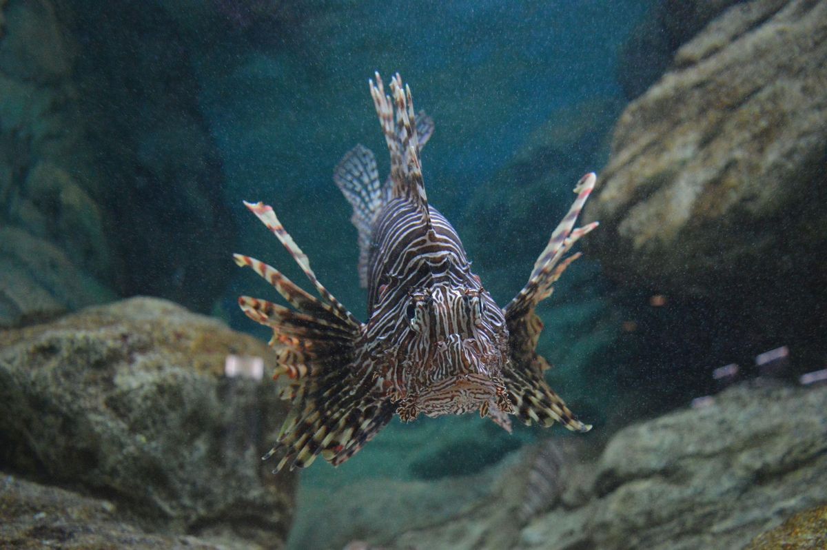 Der Rotfeuerfisch (Pterois miles) ist als invasive Spezies in Mittelmeer eingewandert.