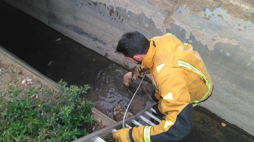 Los bomberos y la policía de Almoradí rescatan a un gato que cayó a un canal