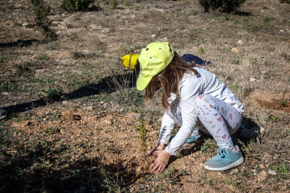 Ibi celebra su tradicional Día del Árbol