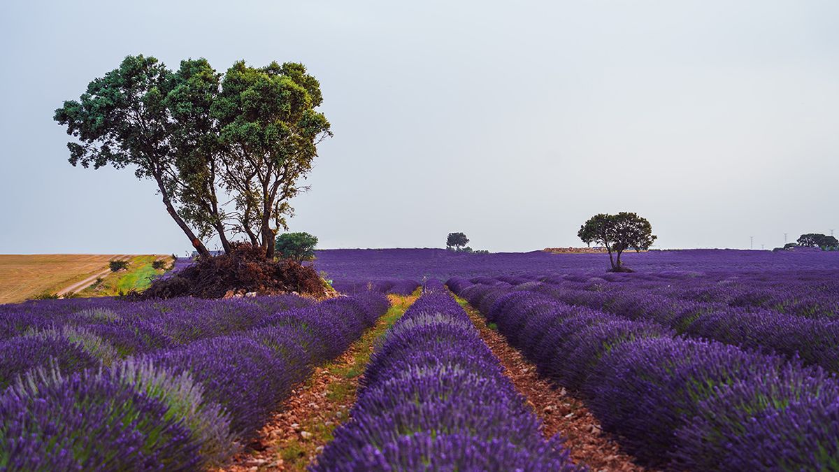 Los famosos campos de lavanda de Brihuega, símbolo del turismo rural con aroma y color propios