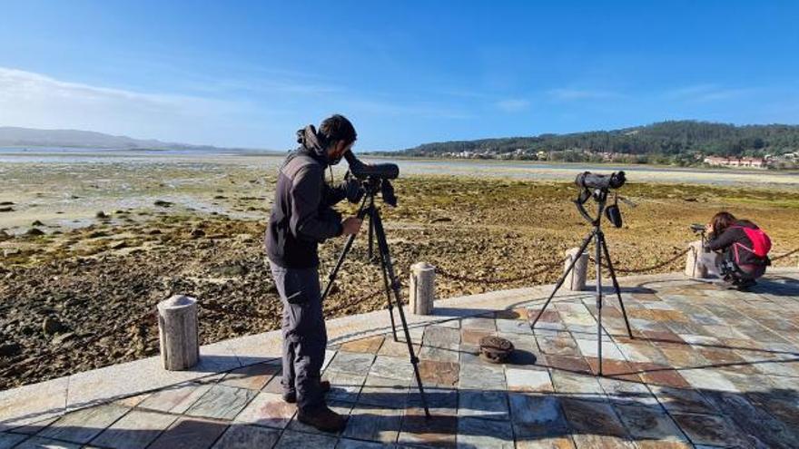 Observación de aves desde el mirador existente en el aparcamiento de O Redondo (A Toxa).