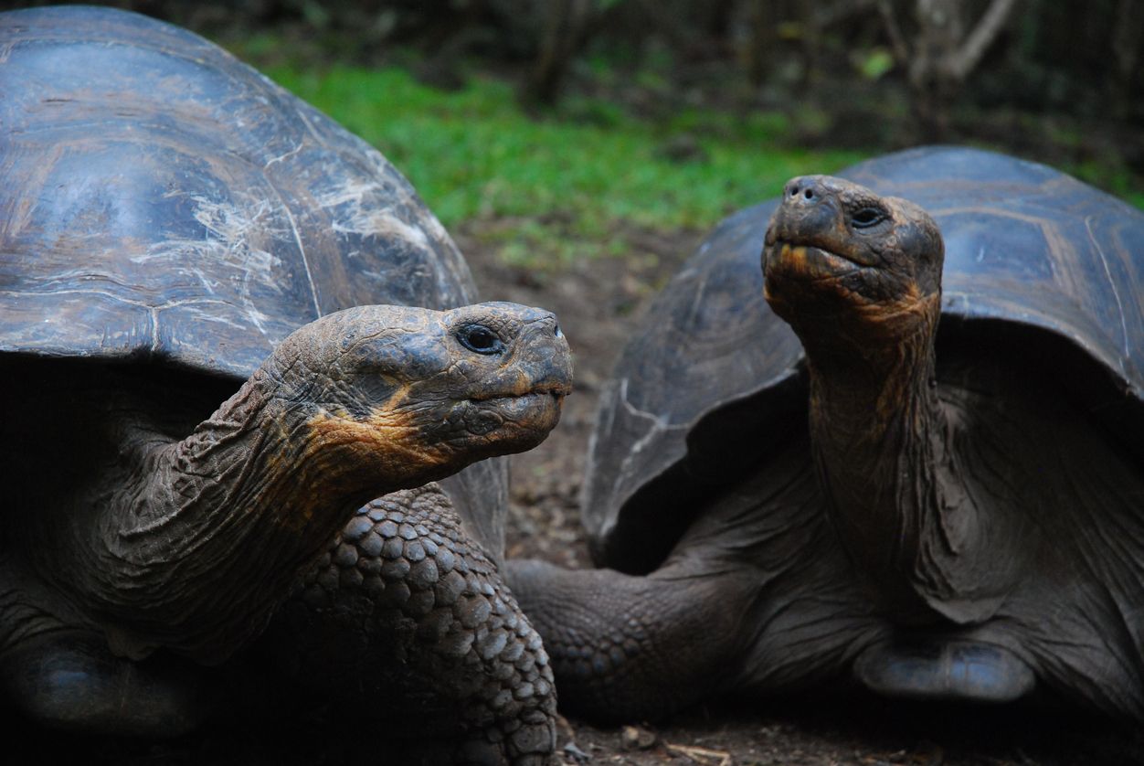 Se puede considerar que este tipo de tortuga ha &quot;vuelto de la muerte&quot;