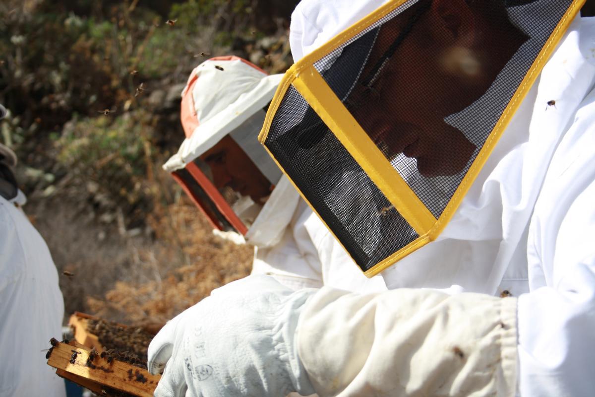 Dos apicultores extrayendo miel de sus panales.
