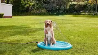 Si tu perro odia la ducha el nuevo producto de Lidl es la solución para este verano