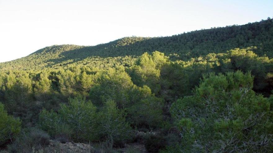 Los montes valencianos ganarán en protección.