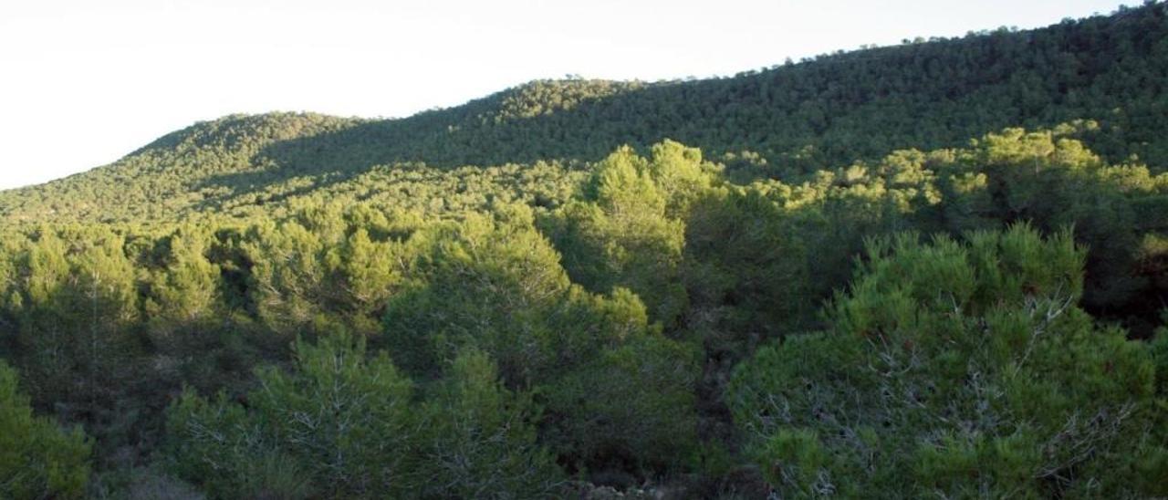 Panorámica de un terreno forestal valenciano, con el pino como la especie mediterránea predominante.  gva