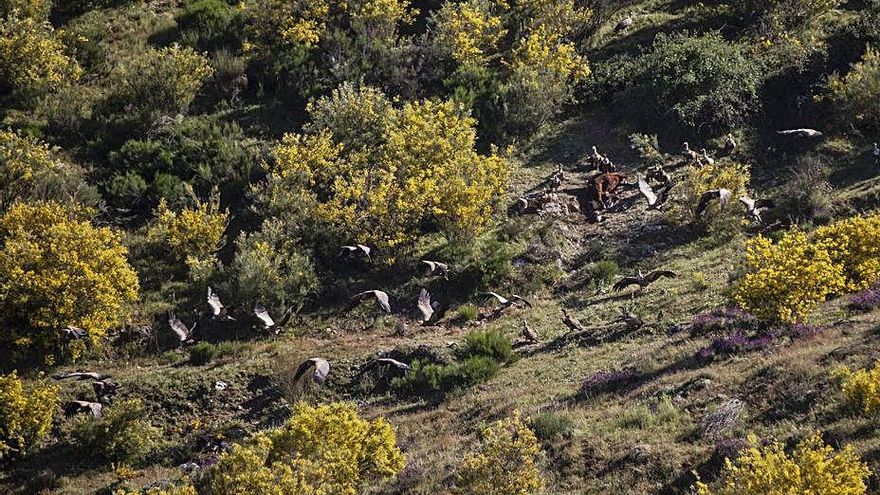 Un bando de buitres aprovecha una vaca en Almaraz. | Emilio Fraile