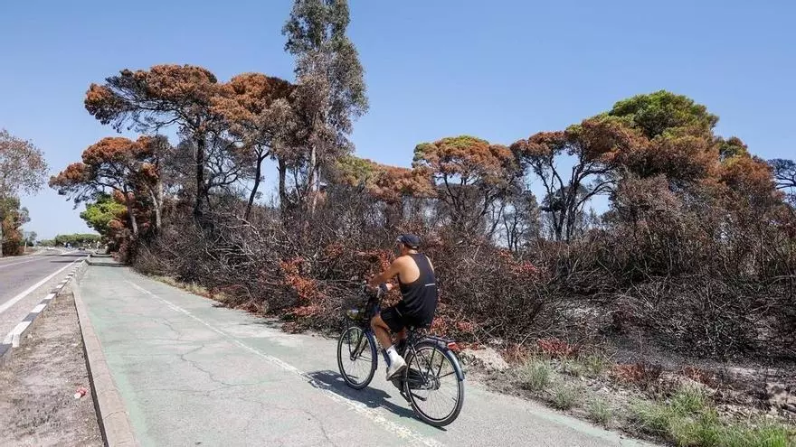 Asi son las secuelas del incendio del Saler