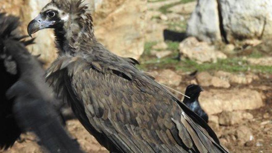 L&#039;exemplar de voltor negre abatut a Alinyà uns dies abans fotografiat en una observació dels tècnics