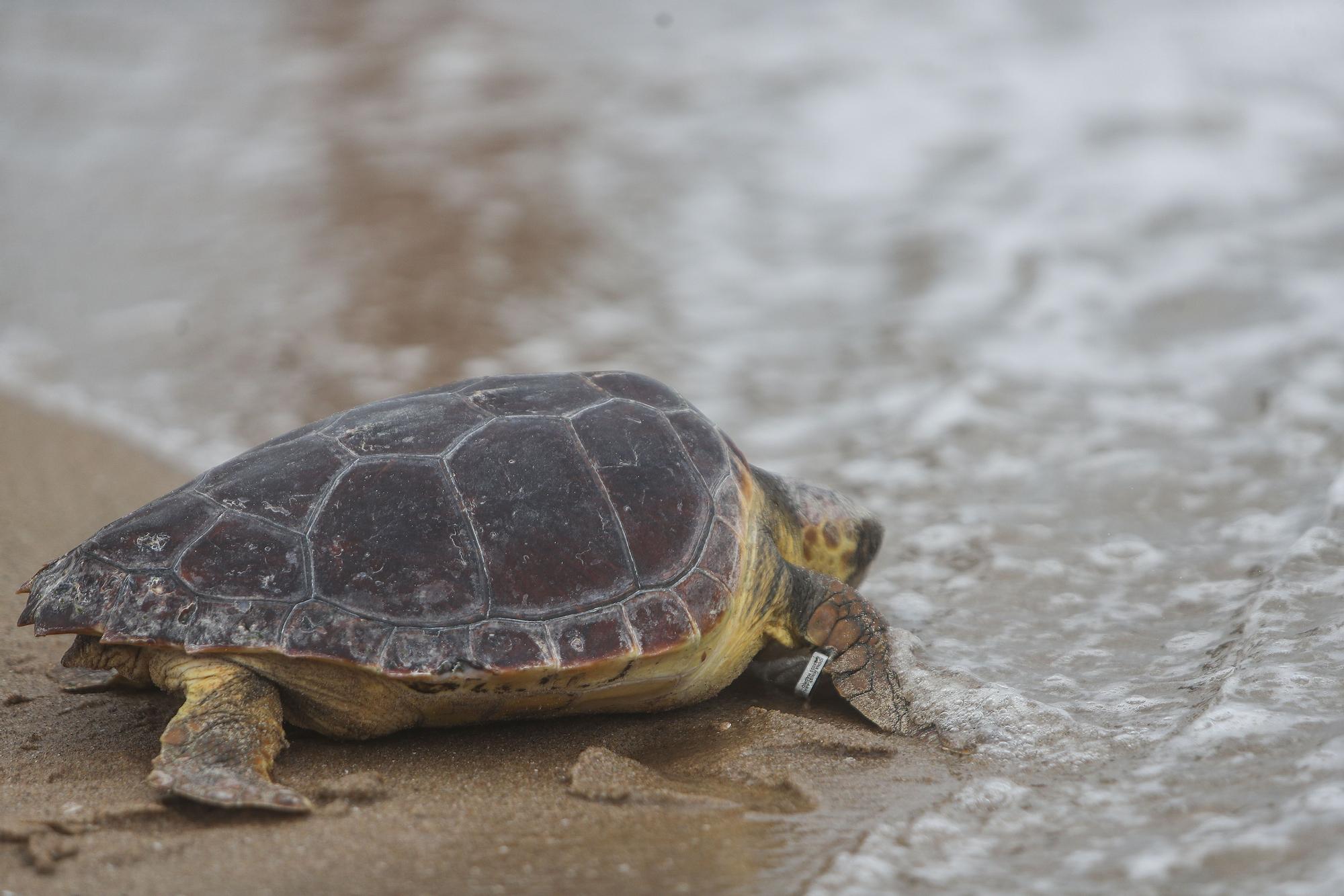 Liberación de tortugas marinas en el Parador de El Saler