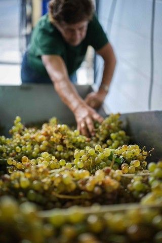 Vendimia en La Orotava, en los terrenos de bodega tajinaste