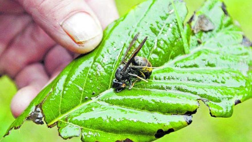 Una avispa velutina, en una higuera gallega. |  // MARTA G. BREA