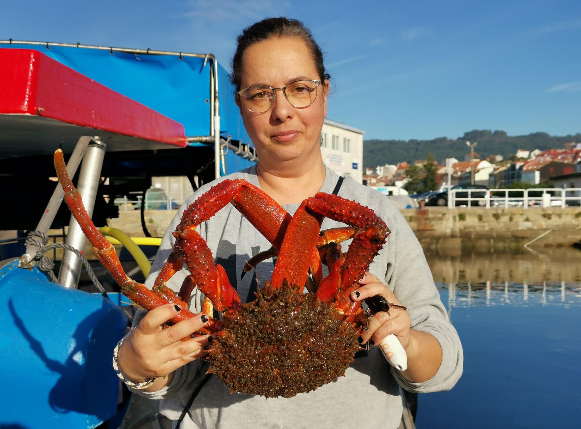 La campaña del "marisco rey", la centolla, arranca en Cangas y Bueu