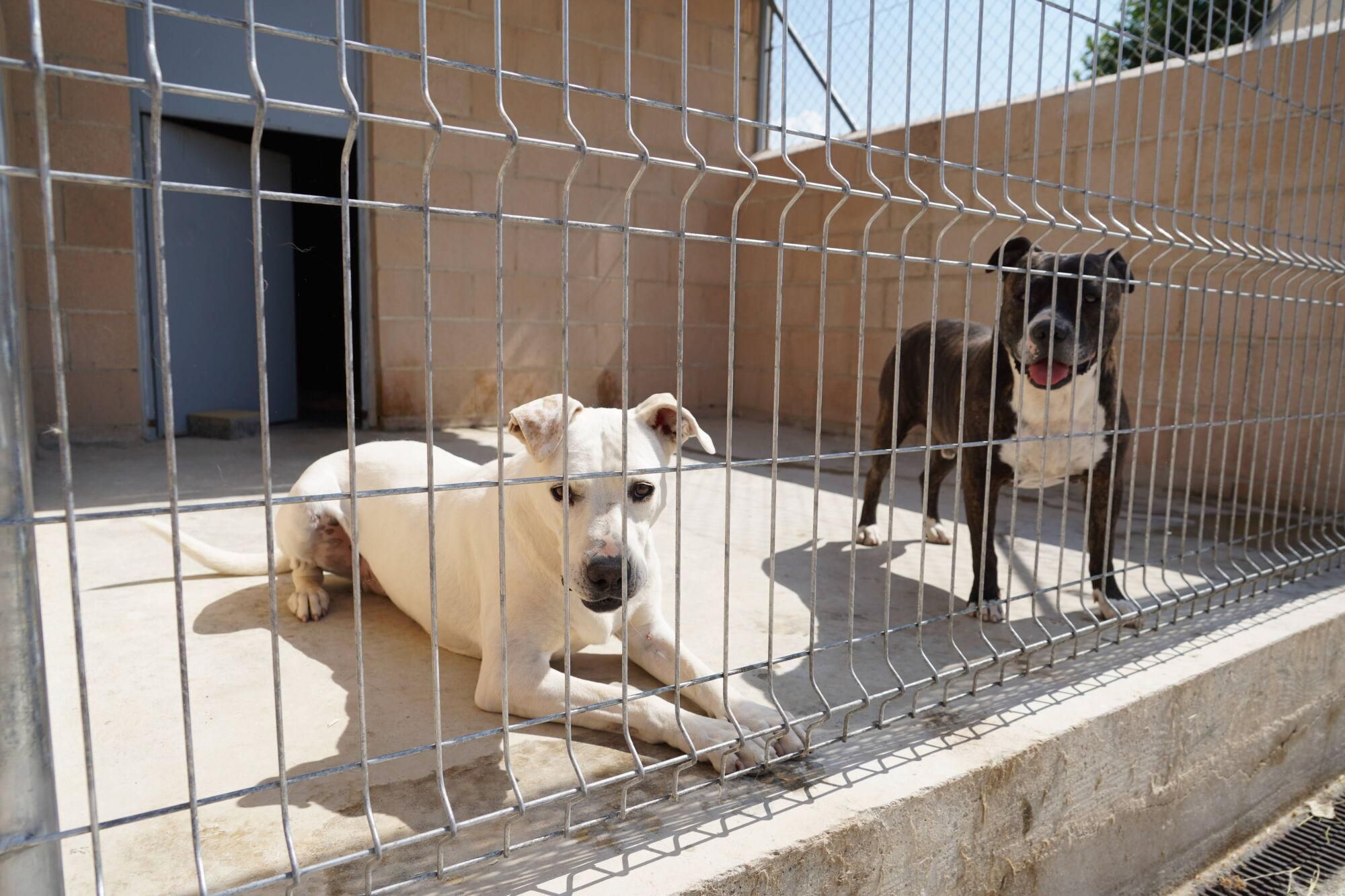 Visita a las instalaciones del nuevo Centro de Protección Animal