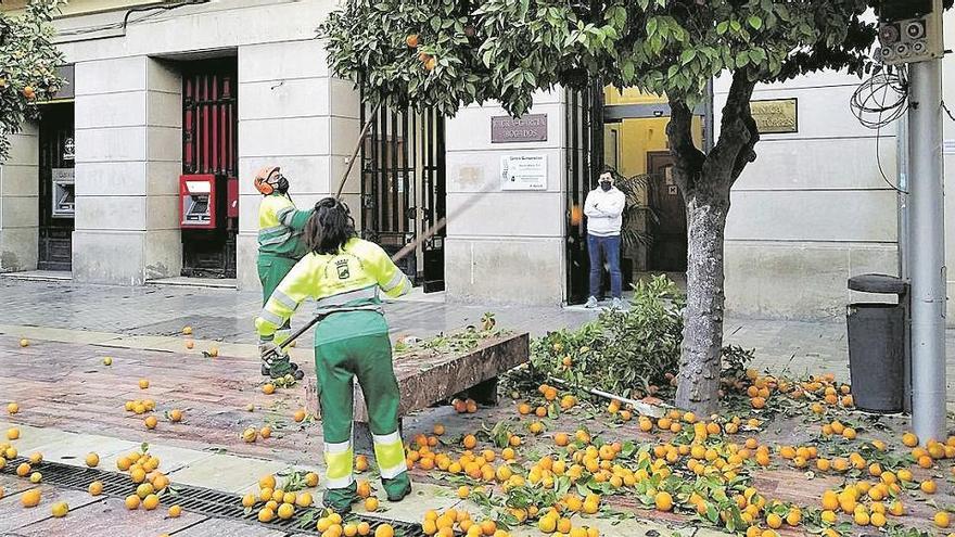 Recogida de naranjas en la plaza de la Constitución, el mes pasado.