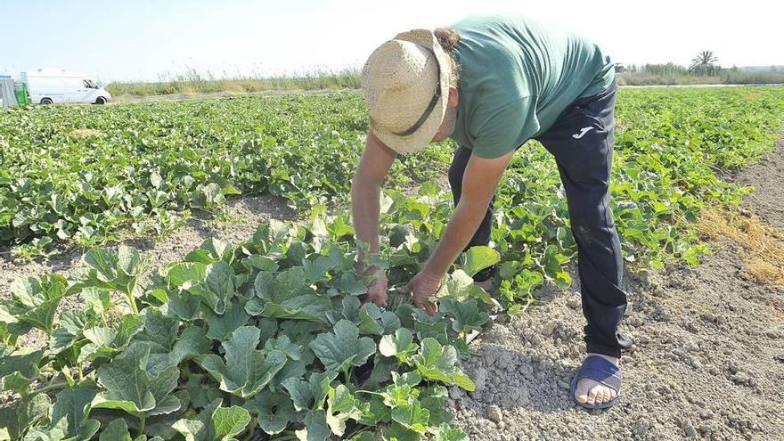 Un agricultor en una plantación de melones.