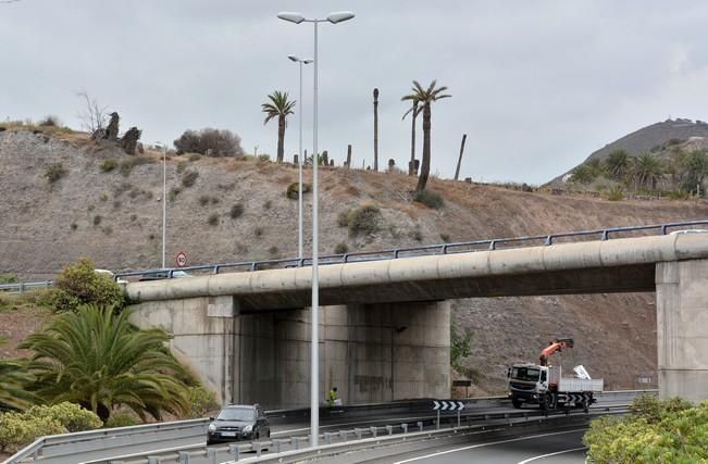 PALMERAL ENFERMO EN EL LAZO Y EL FONDILLO