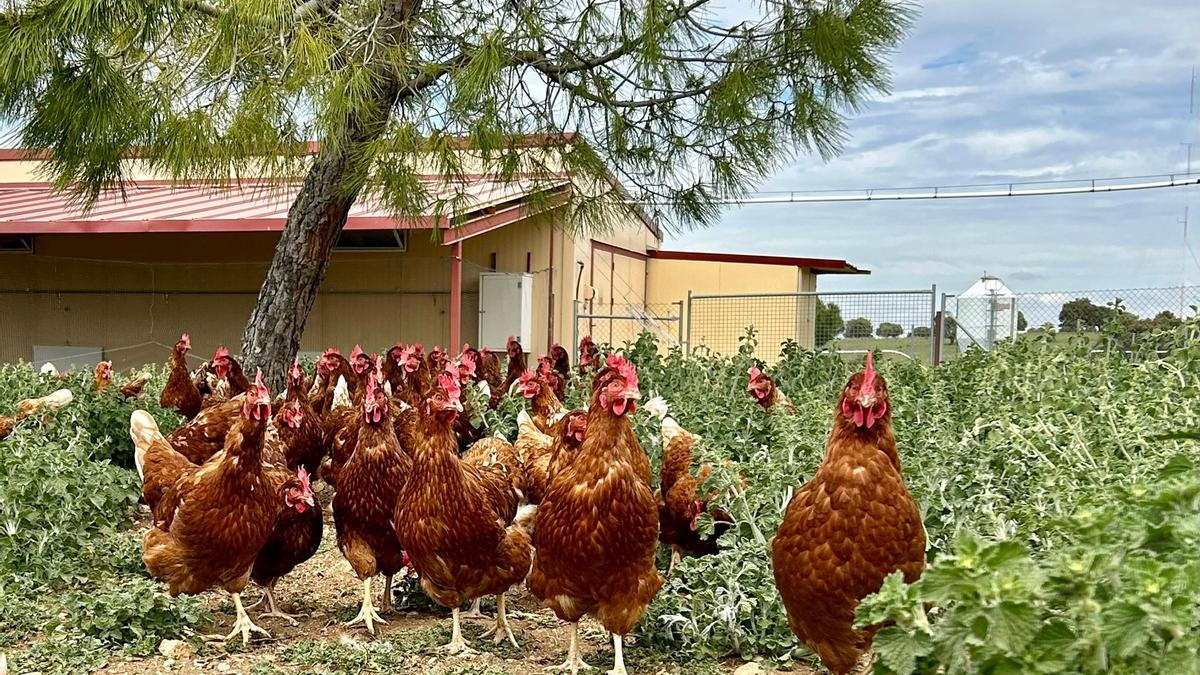 Las gallinas de Paco Dávila en Brieva.