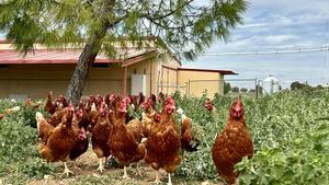 Las gallinas de Paco Dávila en Brieva.