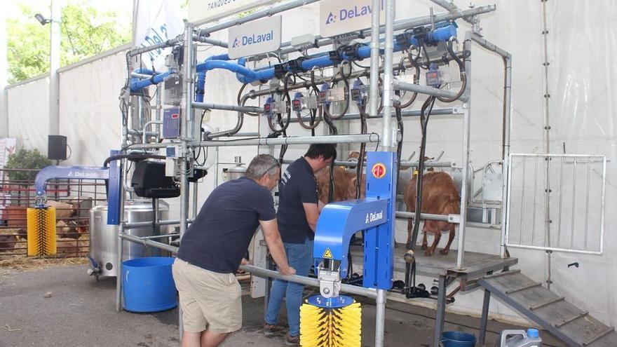 Proceso de extracción de leche al ganado caprino.