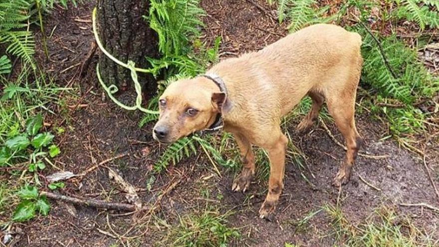 Ata a su perro a un árbol y lo abandona frente a la perrera