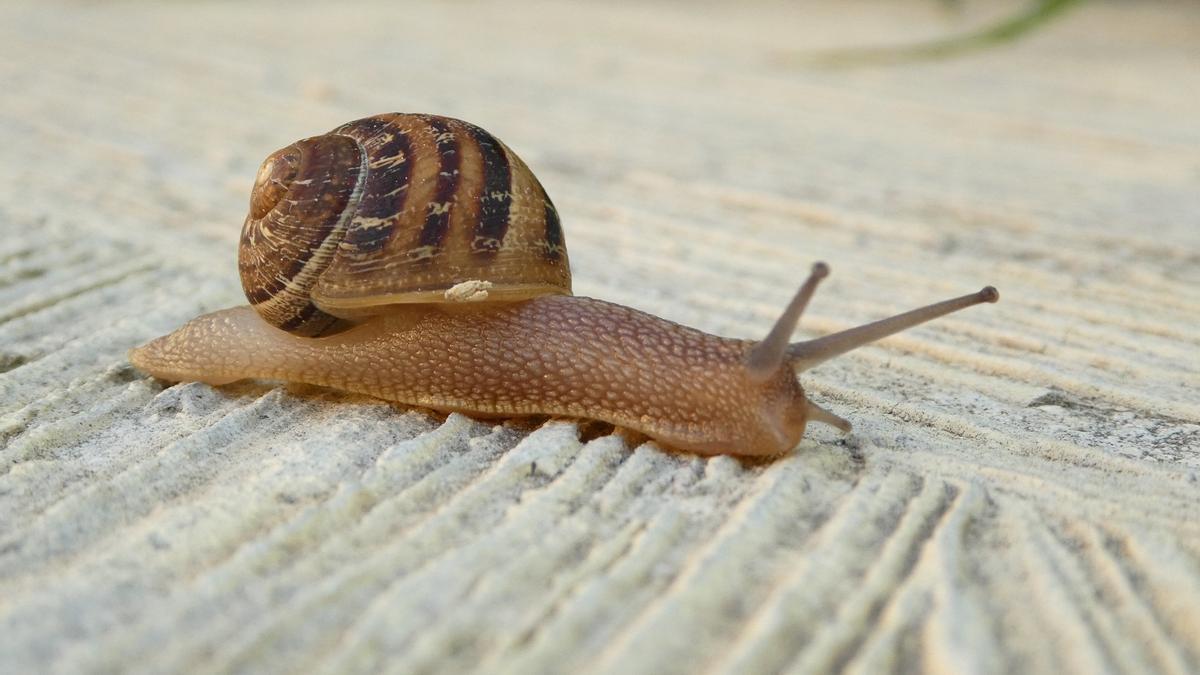 Un ejemplar de caracol.