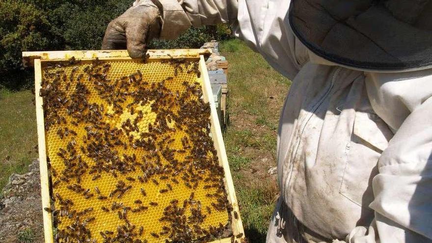 Un apicultor zamorano muestra el panal con las abejas trabajando.