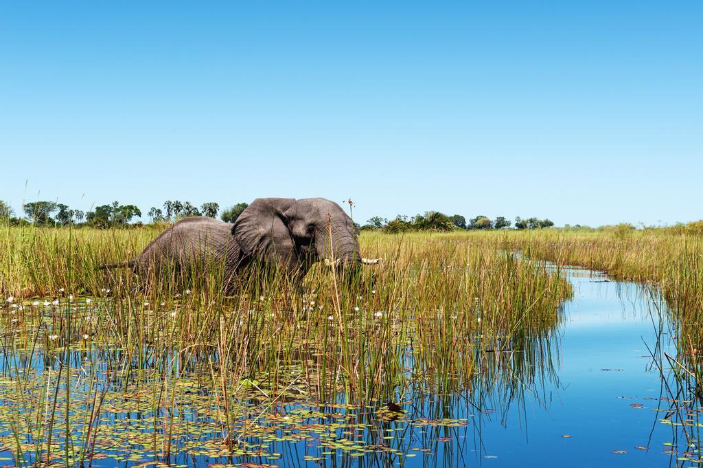 Elefante tras los humedales del Delta de Okavango