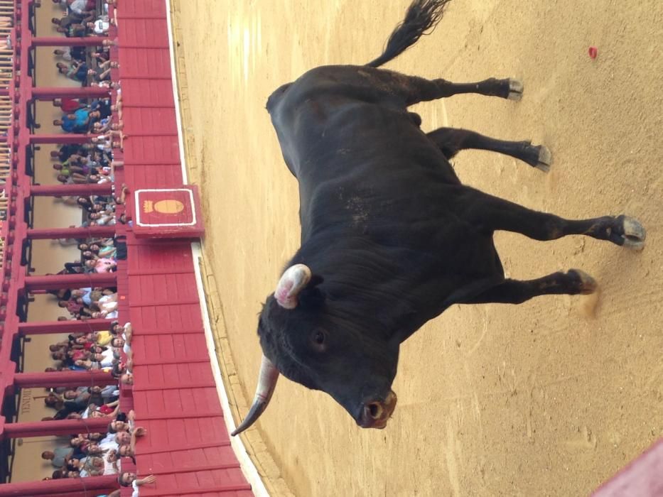 Fiestas Toro- concurso de jóvenes cortadores