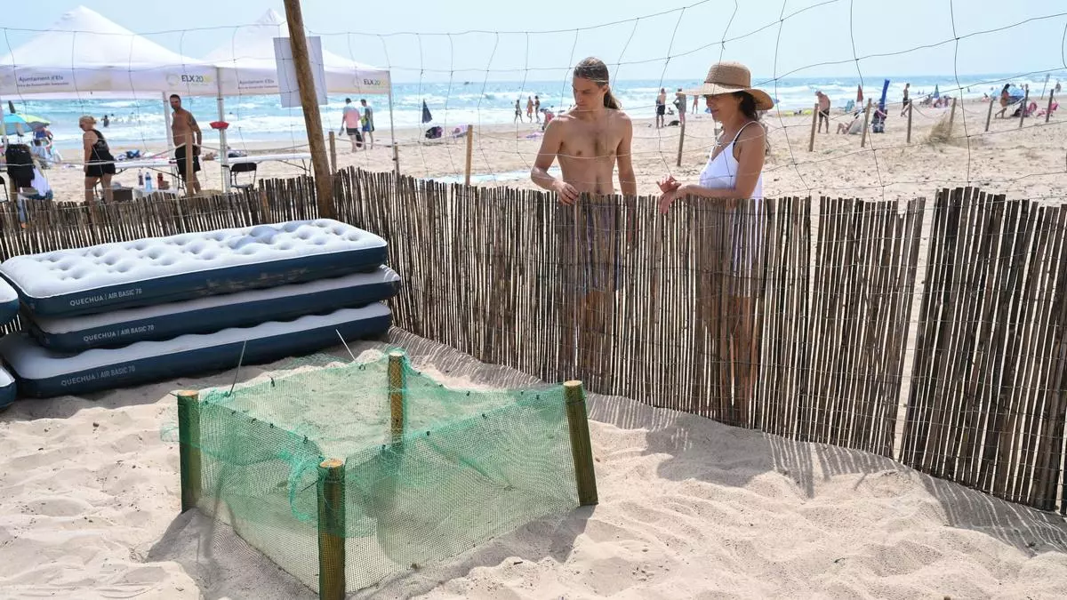 Elche aguarda con ilusión el nacimiento de las tortugas de la playa de Arenales