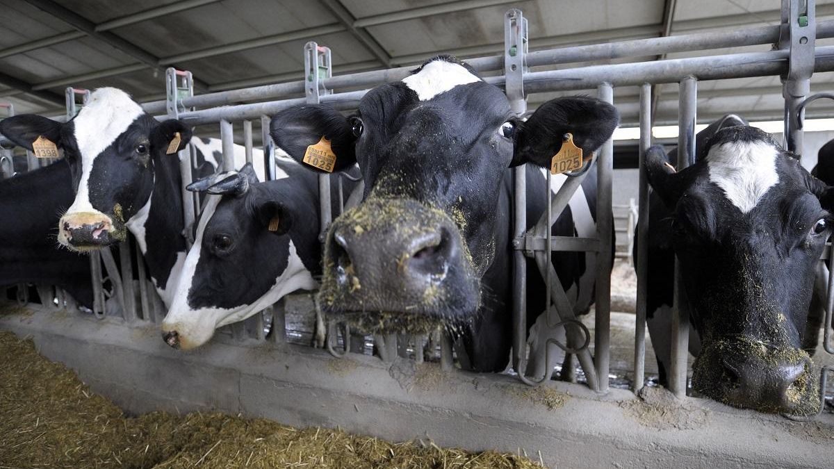 Vacas en un establo