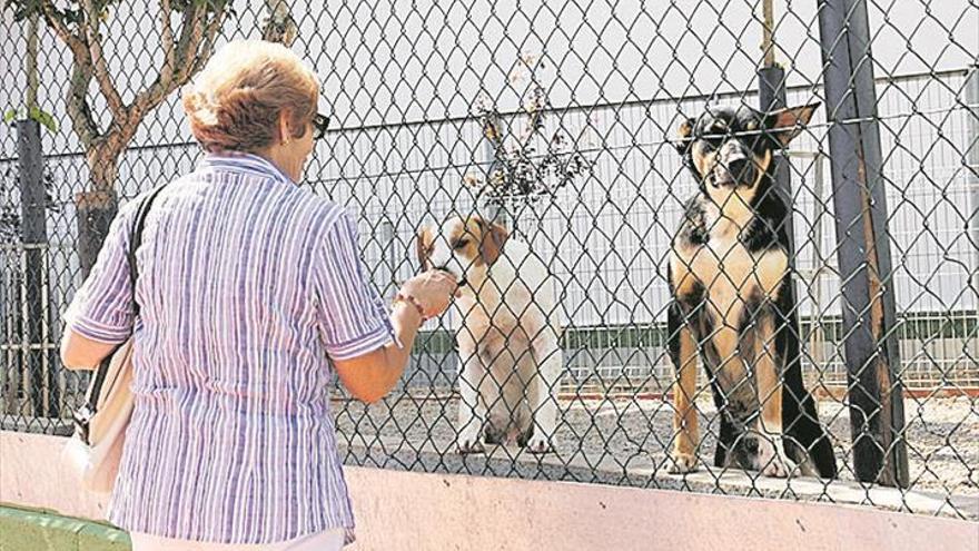 Vinaròs quiere alcanzar el sacrificio cero de animales