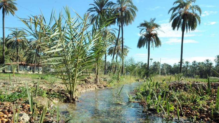 El palmeral de Orihuela está formado por diez mil ejemplares y está protegido como BIC.