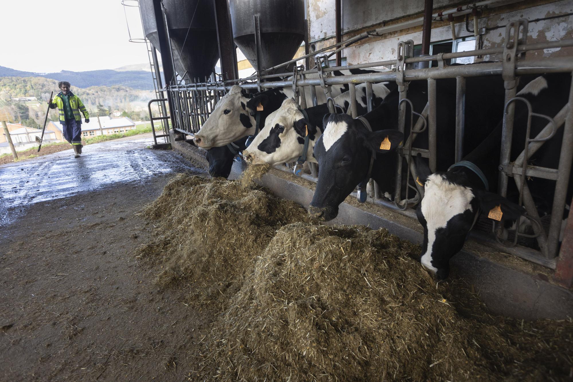 Reses en la granja de vacuno de leche.